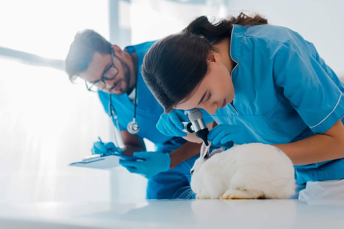 Fields of Study With Highest Entry Level Salaries - Veterinary Medicine