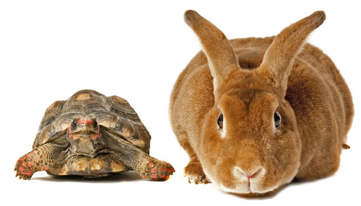 Turtle and the hare